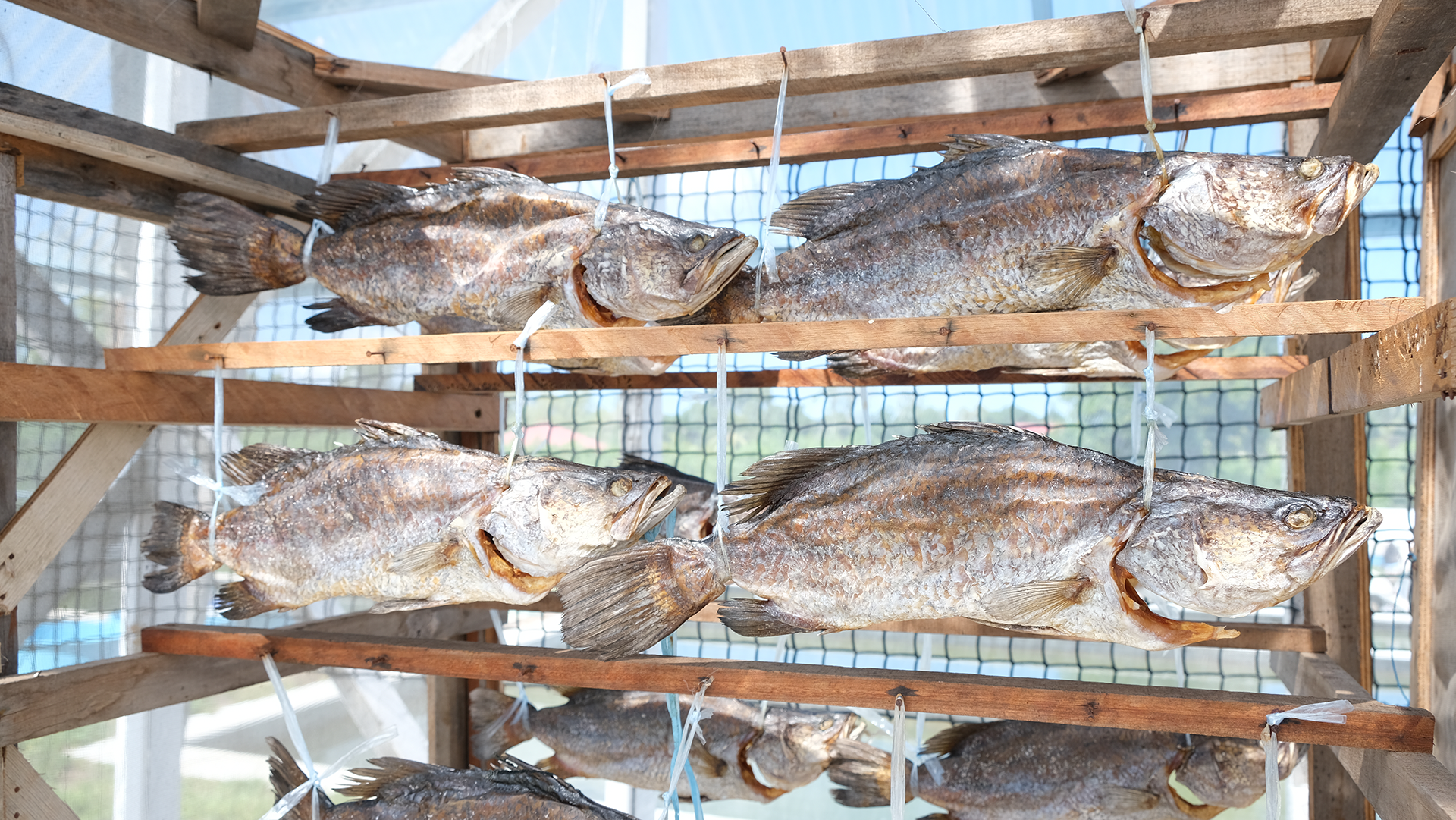 Live Salted fish